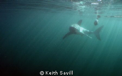 Great White in early morning rays of light. Canon Ixus 85... by Keith Savill 